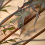 Cedar Screening