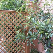 Garden trellis scheme